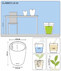 office plants
